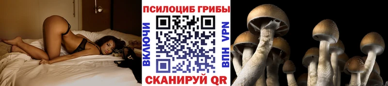 Псилоцибиновые грибы Cubensis  как найти наркотики  Правдинск 